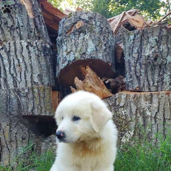 Mellow, Great Pyrenees Puppy
